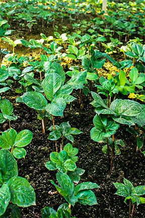 魔芋素毛肚（柠檬酸辣味）