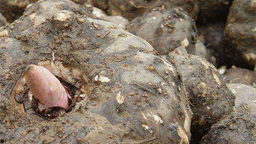 哪些人不能吃魔芋、魔芋的注意事项。